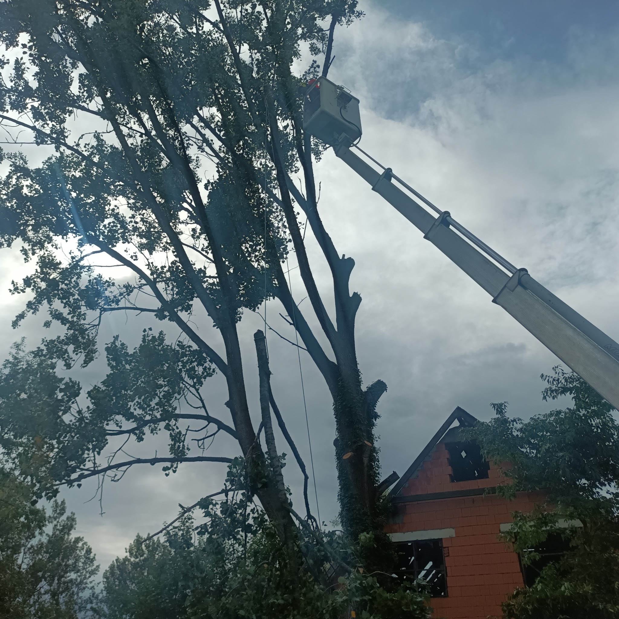 Przycinanie drzew z podnośnika koszowego, widoczny częściowo ogołocony pień i gałęzie. W tle dom z cegły i pochmurne niebo. Prace wysokościowe.