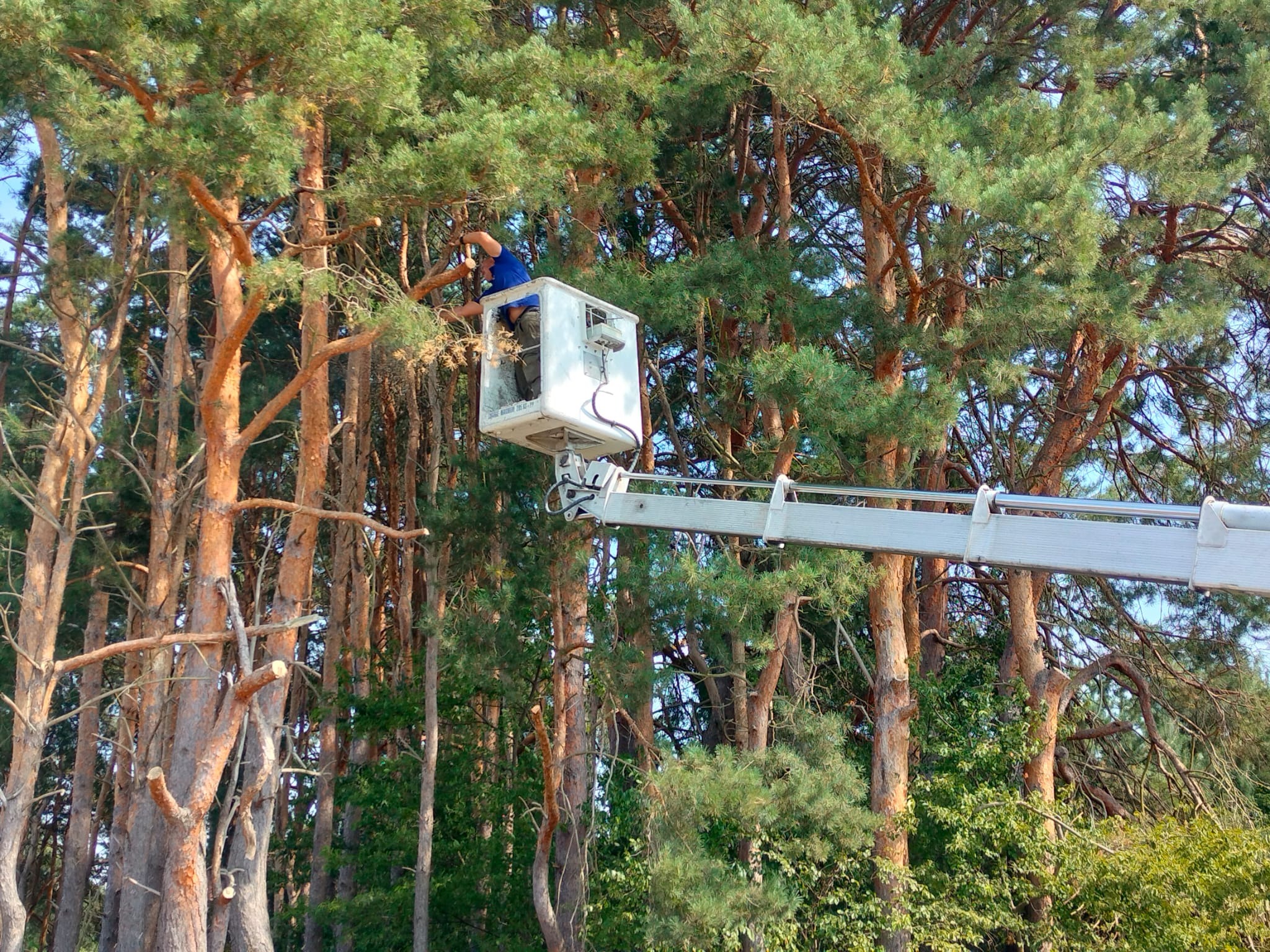 Pracownik w koszu podnośnika teleskopowego tnie gałęzie wysokiego drzewa. W tle widoczny las, niektóre drzewa już po cięciu. Słoneczny dzień.