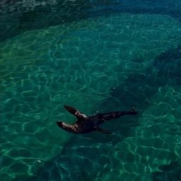 Sprzątanie mieszkań Police 1