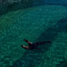 Foka pływa w turkusowej wodzie, promienie słoneczne tworzą wzory na dnie. Widok z góry ukazuje naturalne środowisko zwierzęcia.