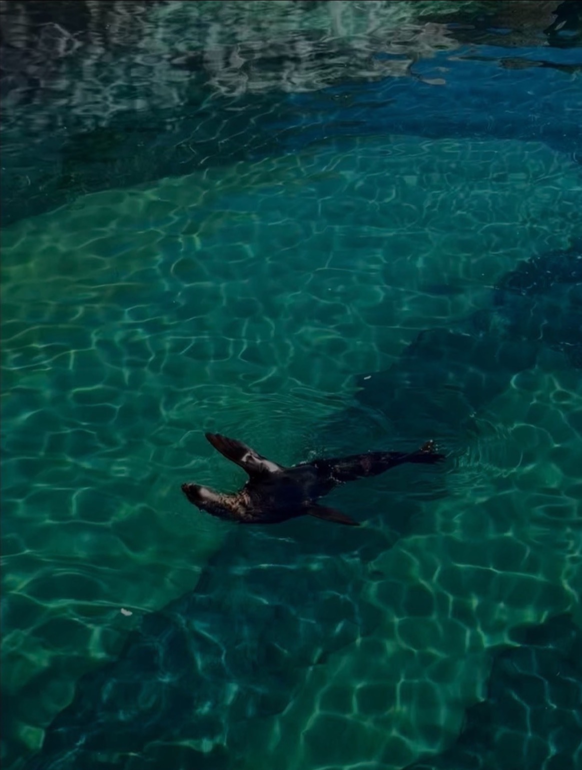 Foka pływa w turkusowej wodzie, promienie słoneczne tworzą wzory na dnie. Widok z góry ukazuje naturalne środowisko zwierzęcia.