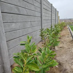 Długi, szary, prefabrykowany płot betonowy z poziomymi panelami, obok posadzone małe drzewka. Widok z dołu, w tle pochmurne niebo.