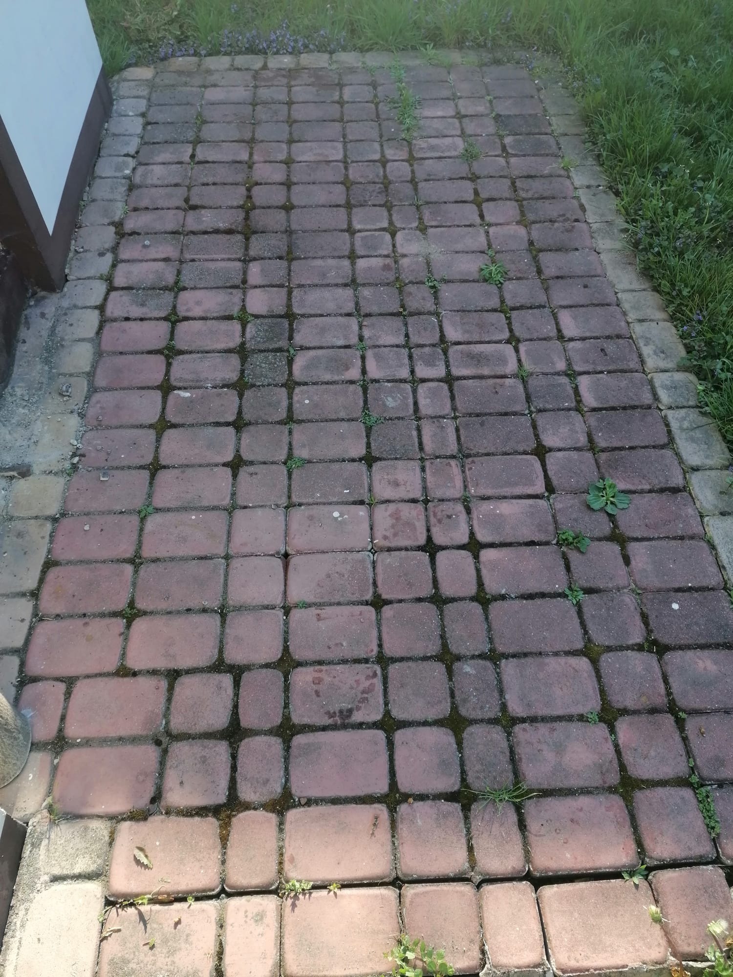 Zaniedbana, czerwona kostka brukowa z mchem i chwastami w spoinach, widok z góry. Część kostki przy krawędzi porośnięta trawą. Widoczne zabrudzenia i brak czyszczenia.