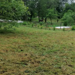 Świeżo skoszone trawnik z widocznymi resztkami trawy, drzewami w tle i tunelem foliowym. Widok na ogród po koszeniu, z zachowaniem naturalnego krajobrazu.