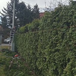 ZIELONA EKIPA KRZYSZTOF ŁABA - Przycinanie wysokiego żywopłotu z tui. Mężczyzna na drabinie z elektrycznymi nożycami. Na ziemi leżą obcięte gałęzie. Widoczne narzędzia i fragment otoczenia.