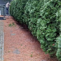 ZIELONA EKIPA KRZYSZTOF ŁABA - Równy szpaler zielonych tuj, przycinanych przez ogrodnika stojącego na drabinie. Ścieżka wysypana igliwiem. W tle drzewa i fragment budynku.
