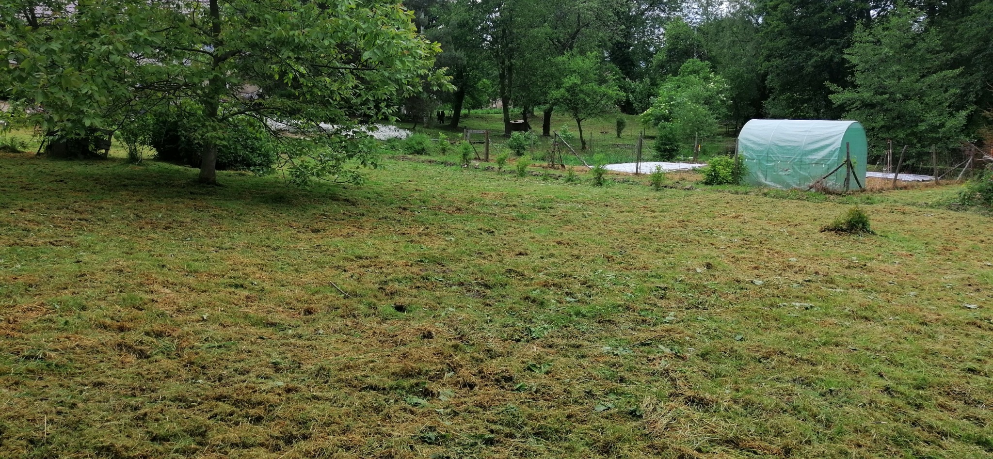 Świeżo skoszone trawnik z widocznymi resztkami trawy, drzewami w tle i tunelem foliowym. Widok na ogród po koszeniu, z zachowaniem naturalnego krajobrazu.