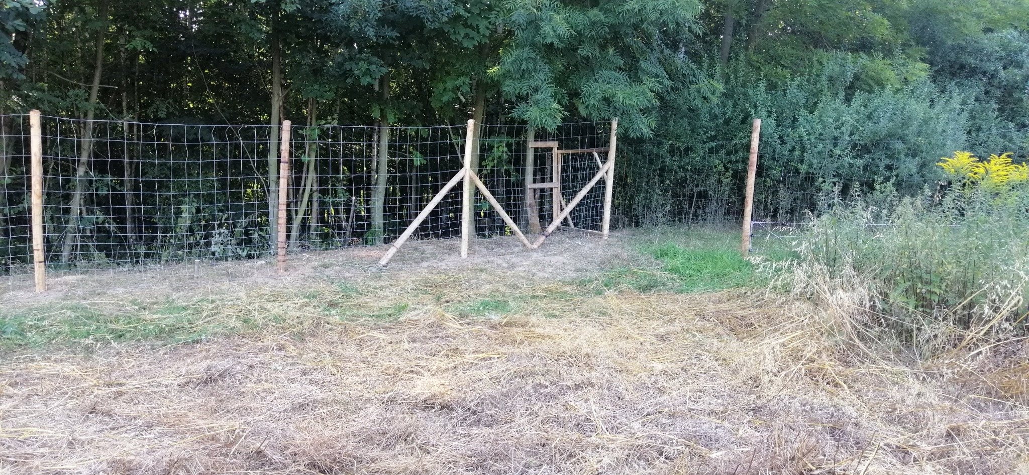 Nowo postawiona siatka ogrodzeniowa z drewnianymi słupkami i furtką na tle zieleni. Widoczne świeże drewno i trawa. Ogrodzenie w stylu rustykalnym.