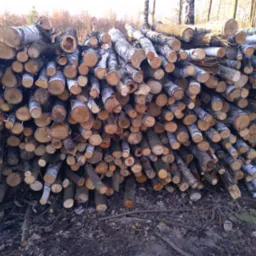 Stos pociętych pni brzozy, ułożonych jeden na drugim, widoczny na tle drzew. Kora jasna, z ciemnymi paskami. Przekrój pni jasnobrązowy.