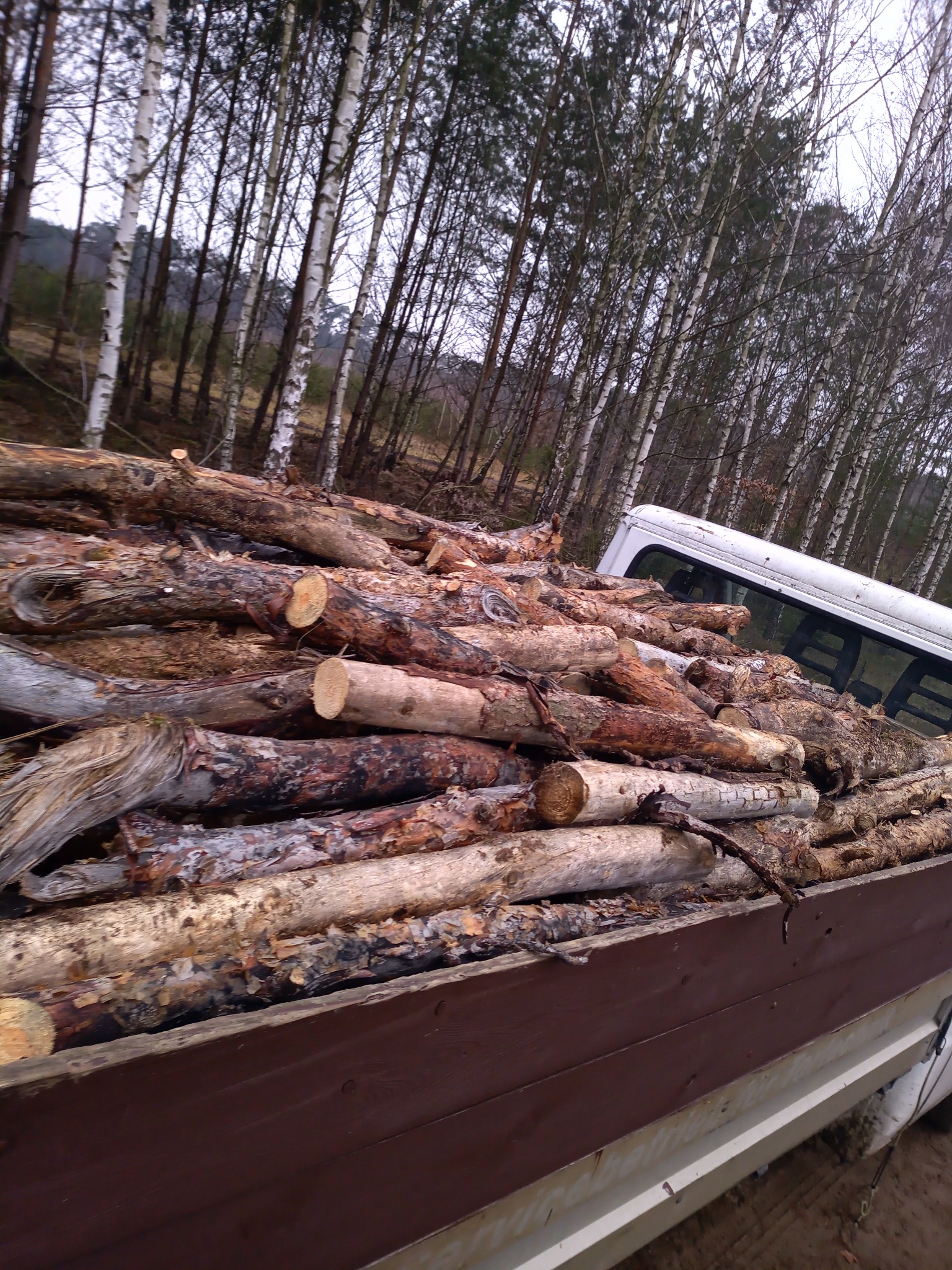 Kłody drewna na pace samochodu na tle brzozowego lasu w pochmurny dzień. Widoczny fragment kabiny pojazdu.