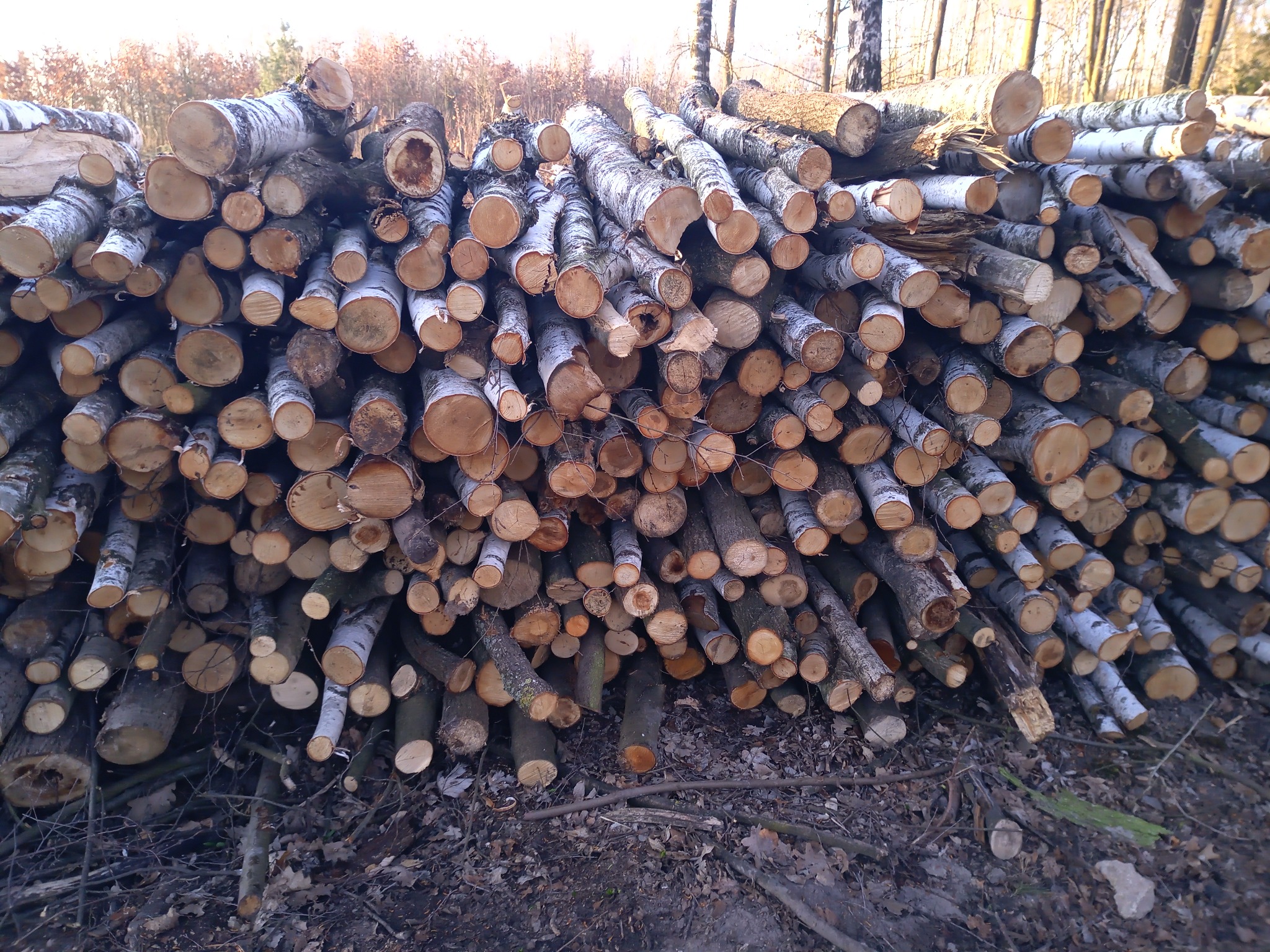 Stos pociętych pni brzozy, ułożonych jeden na drugim, widoczny na tle drzew. Kora jasna, z ciemnymi paskami. Przekrój pni jasnobrązowy.