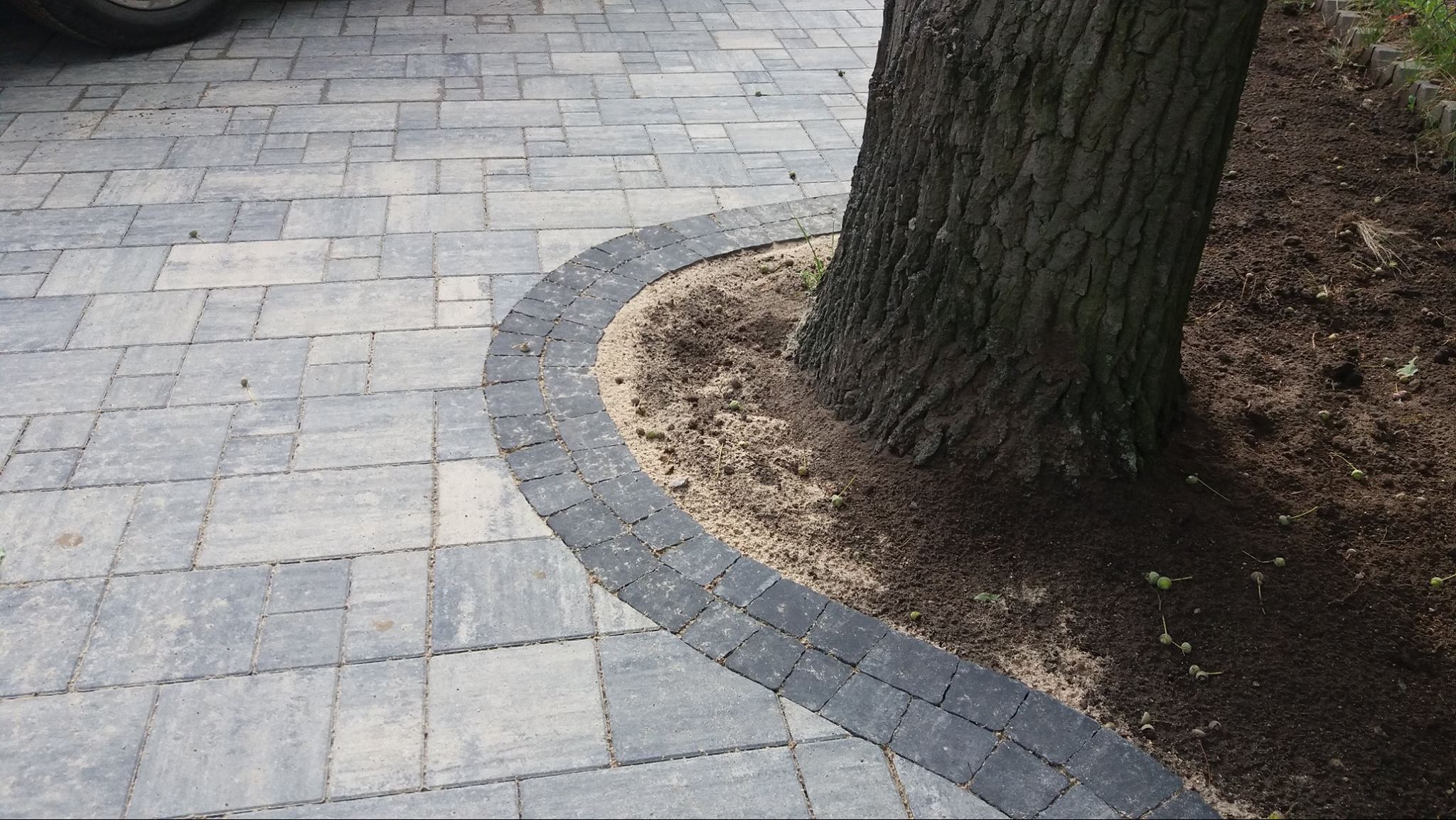Ułożona szara kostka brukowa wokół pnia drzewa, obrzeże z ciemnej kostki. Widoczne spadłe żołędzie na ziemi. Częściowo widoczne koło samochodu w lewym górnym rogu.