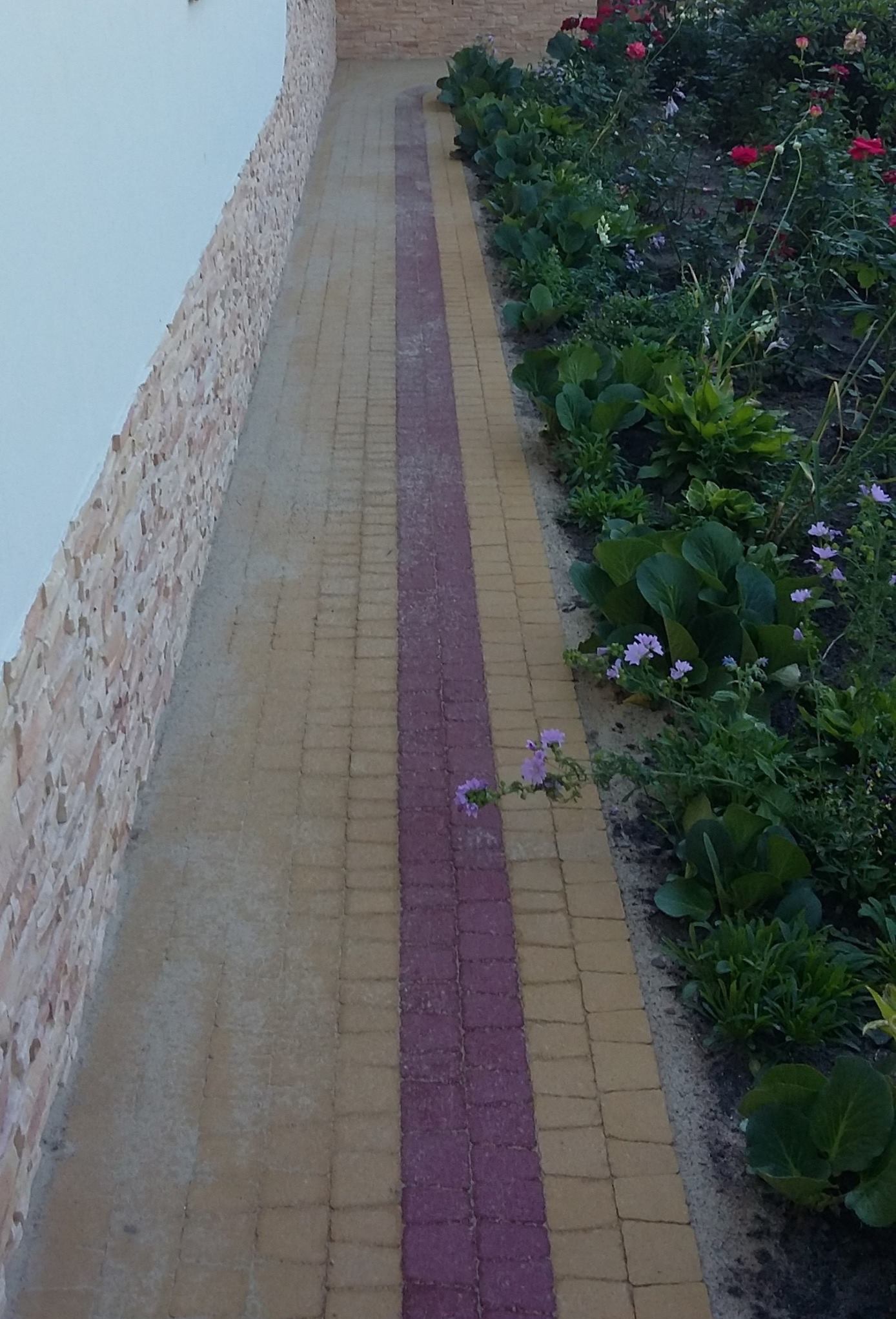 Ścieżka z kostki brukowej w dwóch kolorach, biegnąca wzdłuż ściany budynku i rabaty kwiatowej. Centralny pas z fioletowej kostki, obrzeża z żółtej.