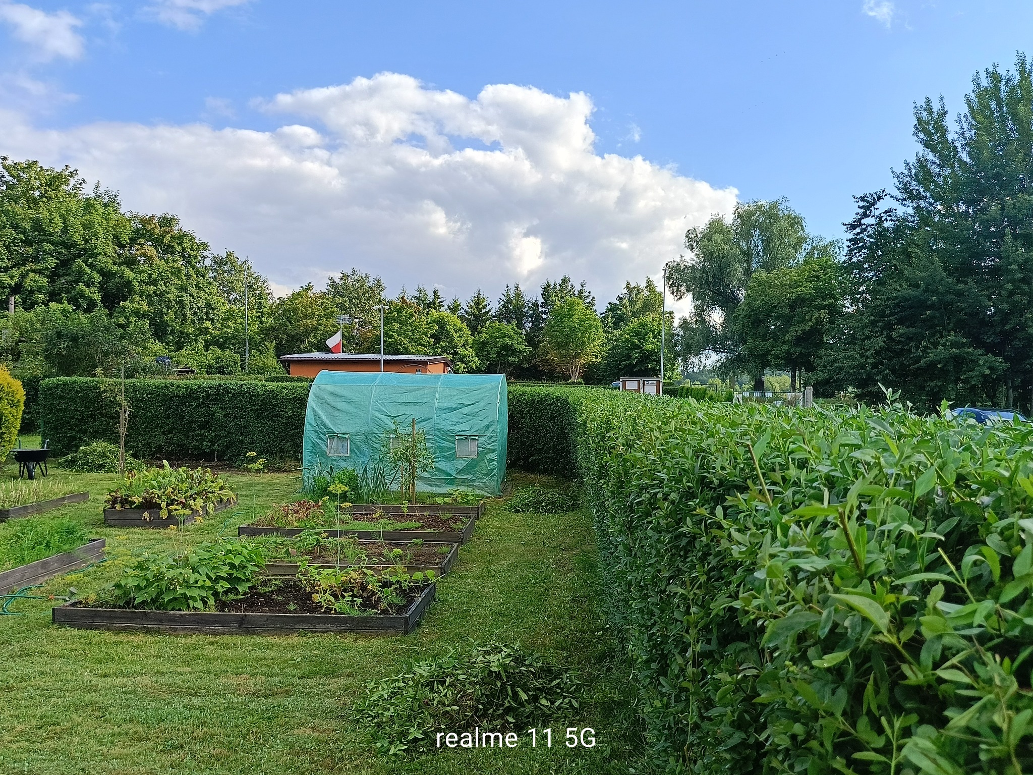 Przycięcie zywo plotu Dzialka Rod