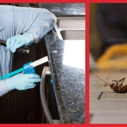 Dezynsekcja i deratyzacja Warszawa 2