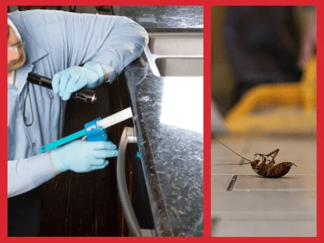 Pracownik w niebieskich rękawicach aplikuje preparat uszczelniający przy zlewie, obok martwy karaluch. Zwalczanie szkodników w kuchni.