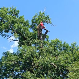 Wycinka drzew Rzezawa 1