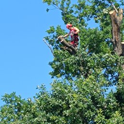 Wycinka drzew Rzezawa 2