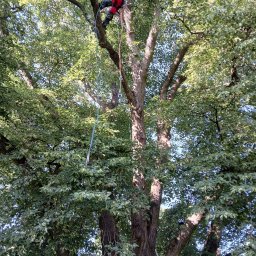 Usuwanie suchych gałęzi 450letniego drzewa