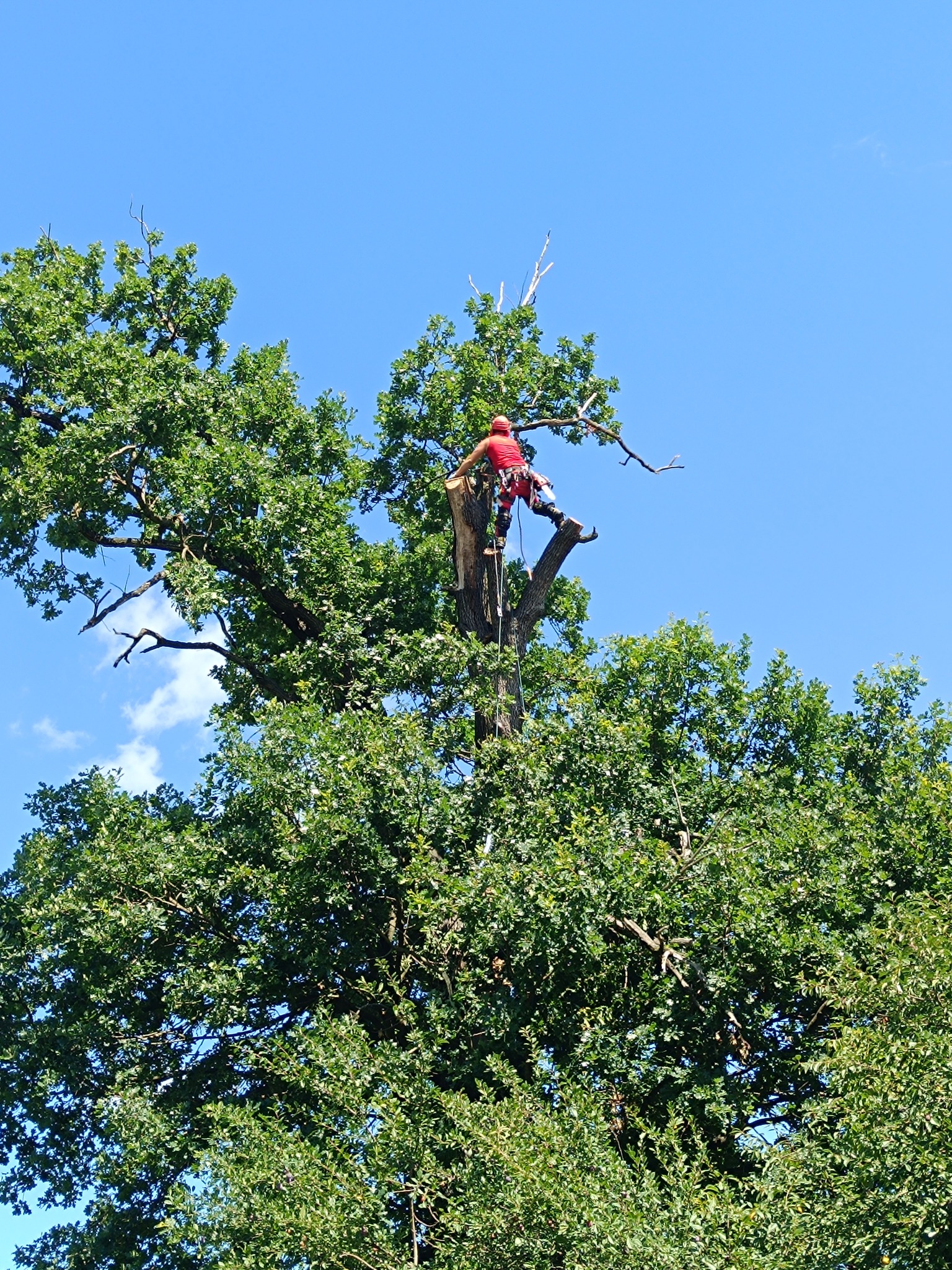 Arborysta w czerwonym kombinezonie, zabezpieczony linami, tnie gałęzie na szczycie drzewa z gęstymi, zielonymi liśćmi na tle błękitnego nieba.