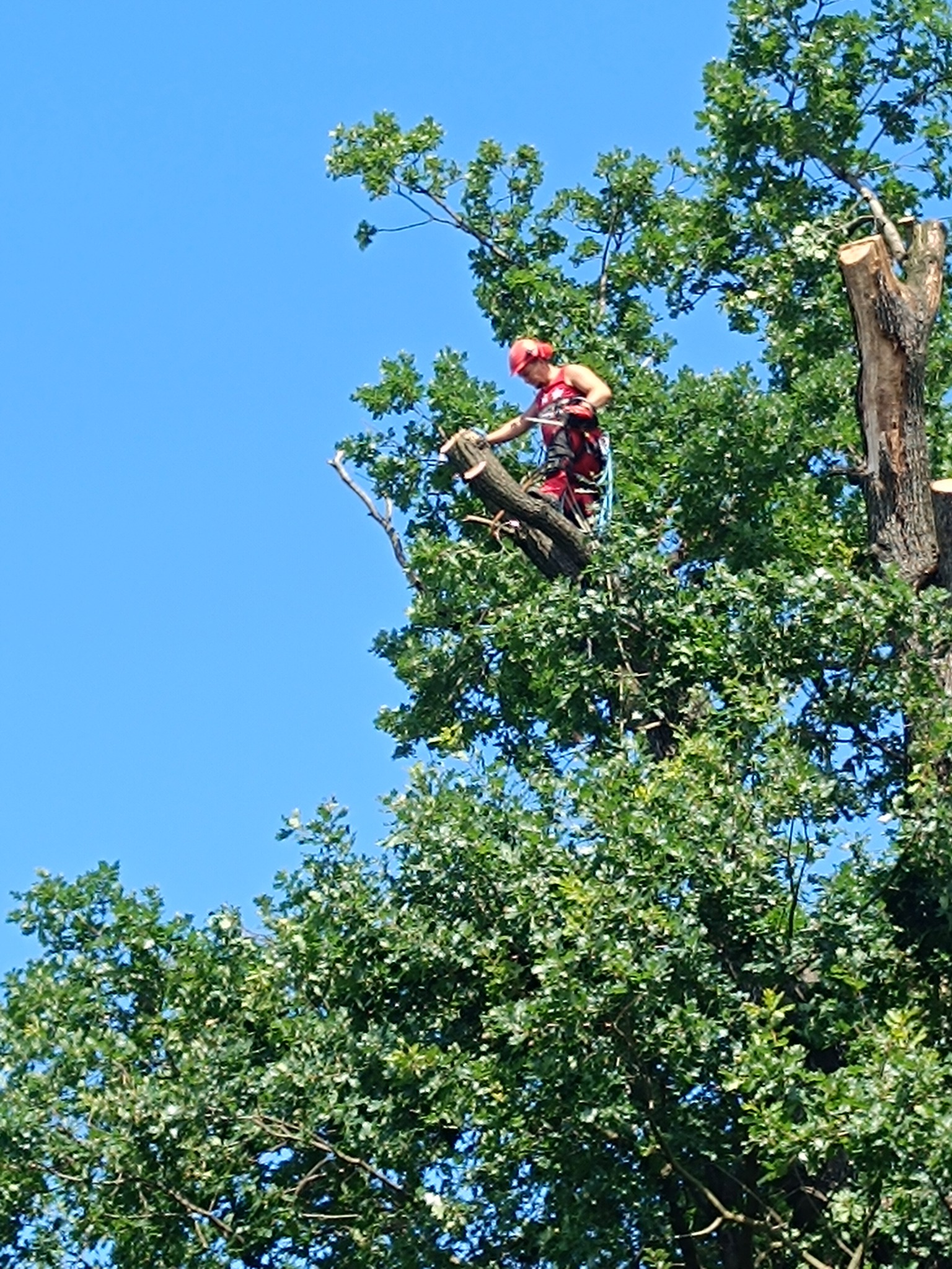 Arborysta w czerwonym kombinezonie, zabezpieczony linami, przycina gałęzie drzewa na tle błękitnego nieba. Widok z dołu, korona drzewa częściowo zasłania sylwetkę.