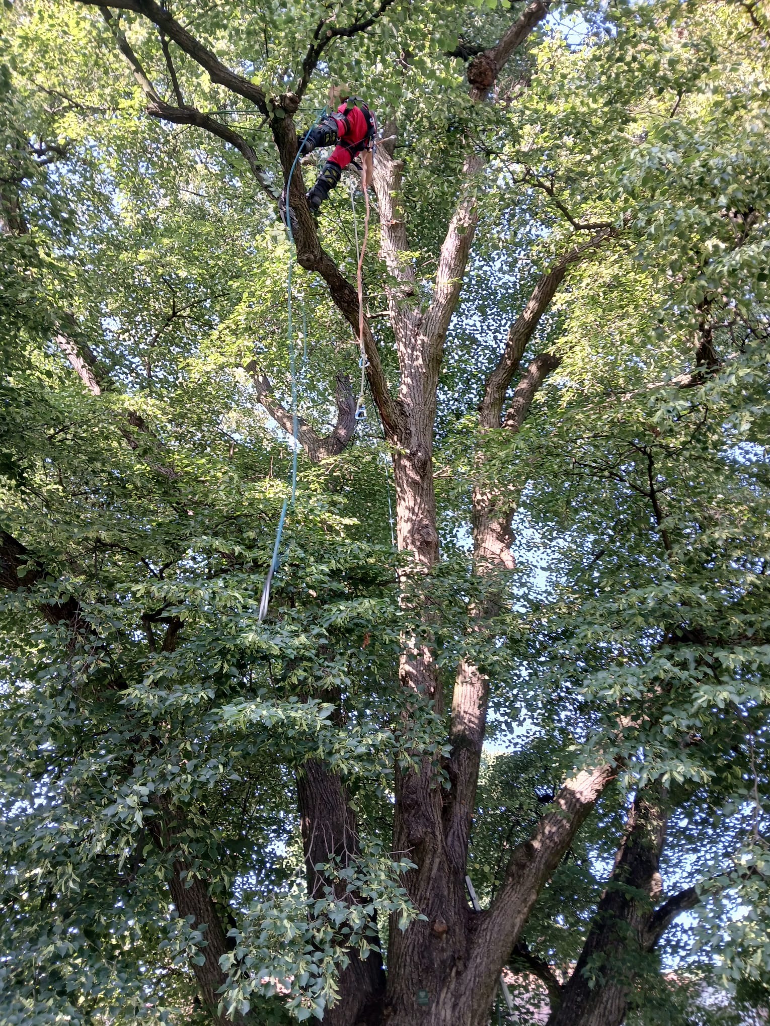 Usuwanie suchych gałęzi 450letniego drzewa