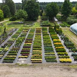 "TAXUS" SPÓŁKA Z OGRANICZONĄ ODPOWIEDZIALNOŚCIĄ - Usługi w ogrodzie Łobez