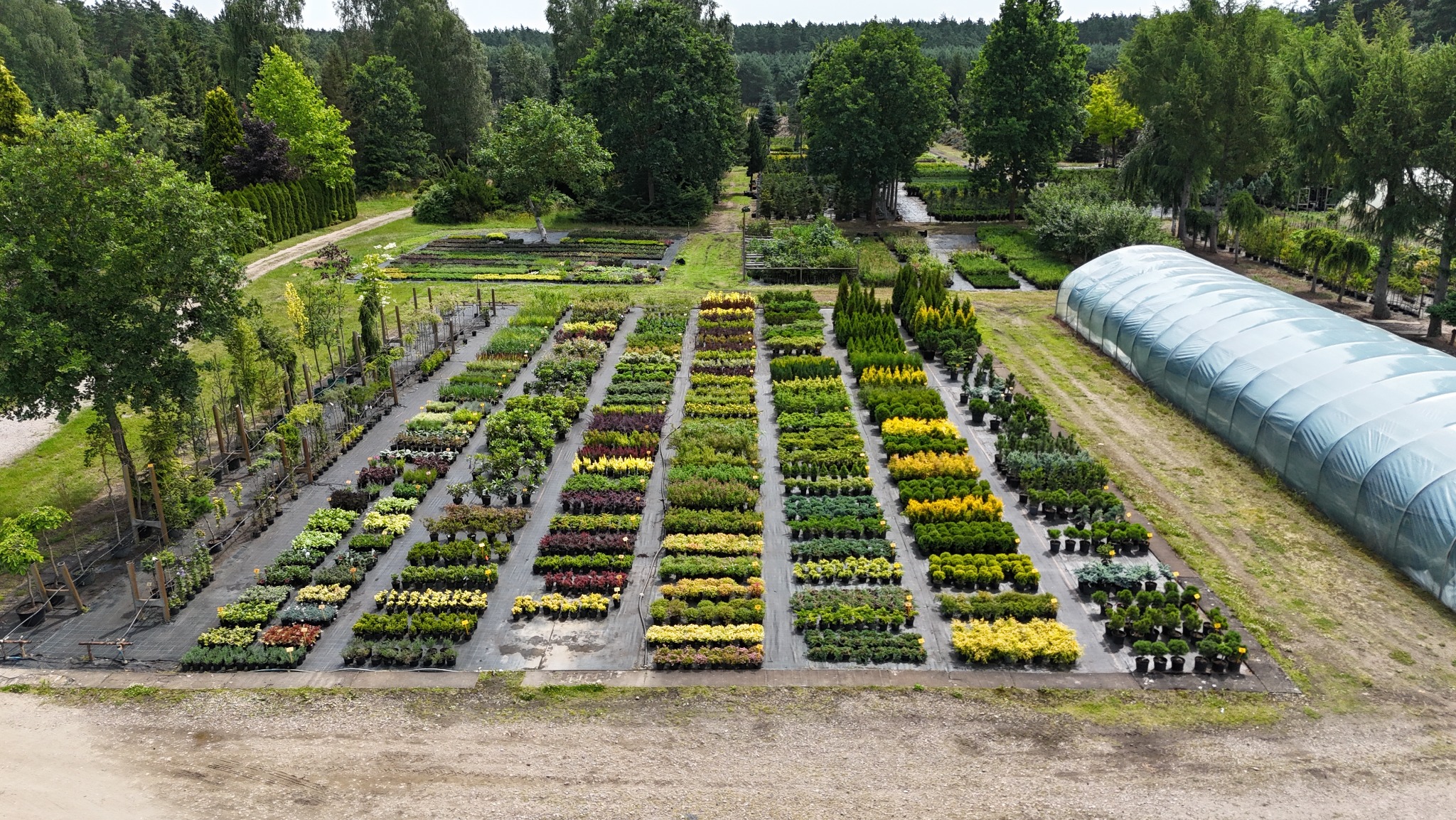 Szeroki kadr z lotu ptaka ukazuje szkółkę roślin z rzędami drzewek i krzewów w donicach, obok tunel foliowy i drzewa w tle, w słoneczny dzień.