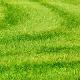 Soczysta, zielona trawa z wyraźnymi pasami po koszeniu, ukazująca regularność i dbałość o szczegóły. Idealny trawnik, gęsty i równo przystrzyżony.