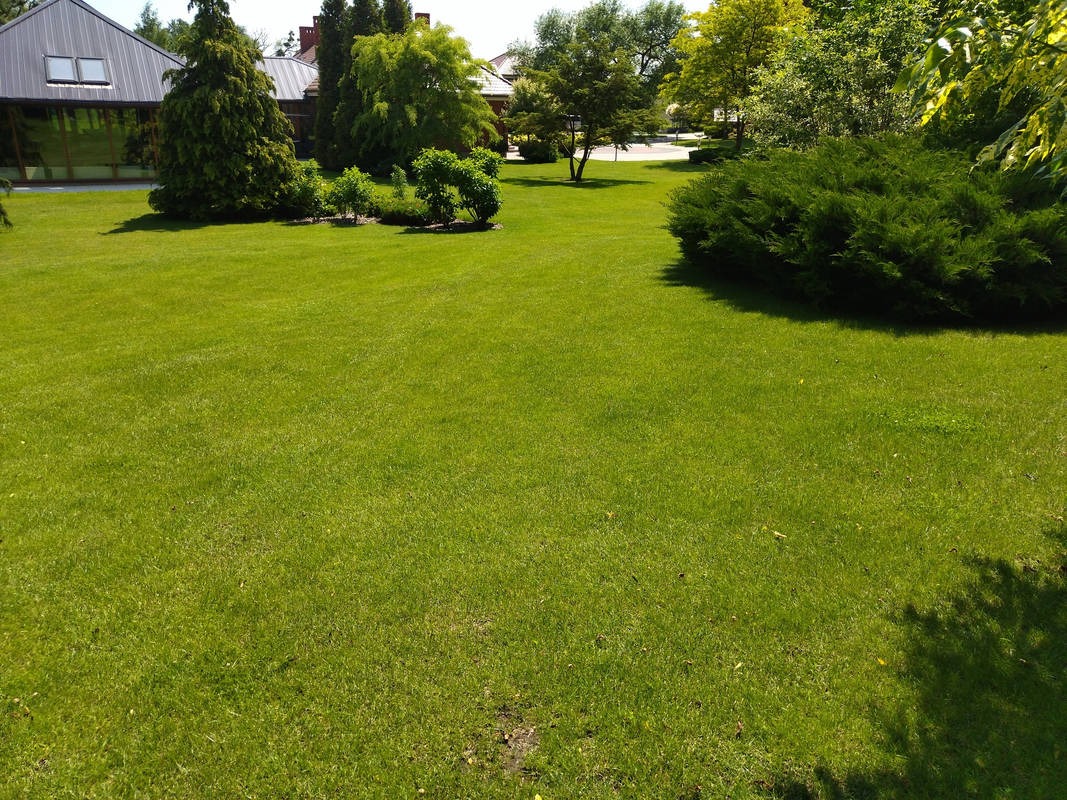 Zadbany trawnik przed domem z drzewami i krzewami ozdobnymi. Widoczna równa, zielona powierzchnia trawy i elementy architektury krajobrazu.