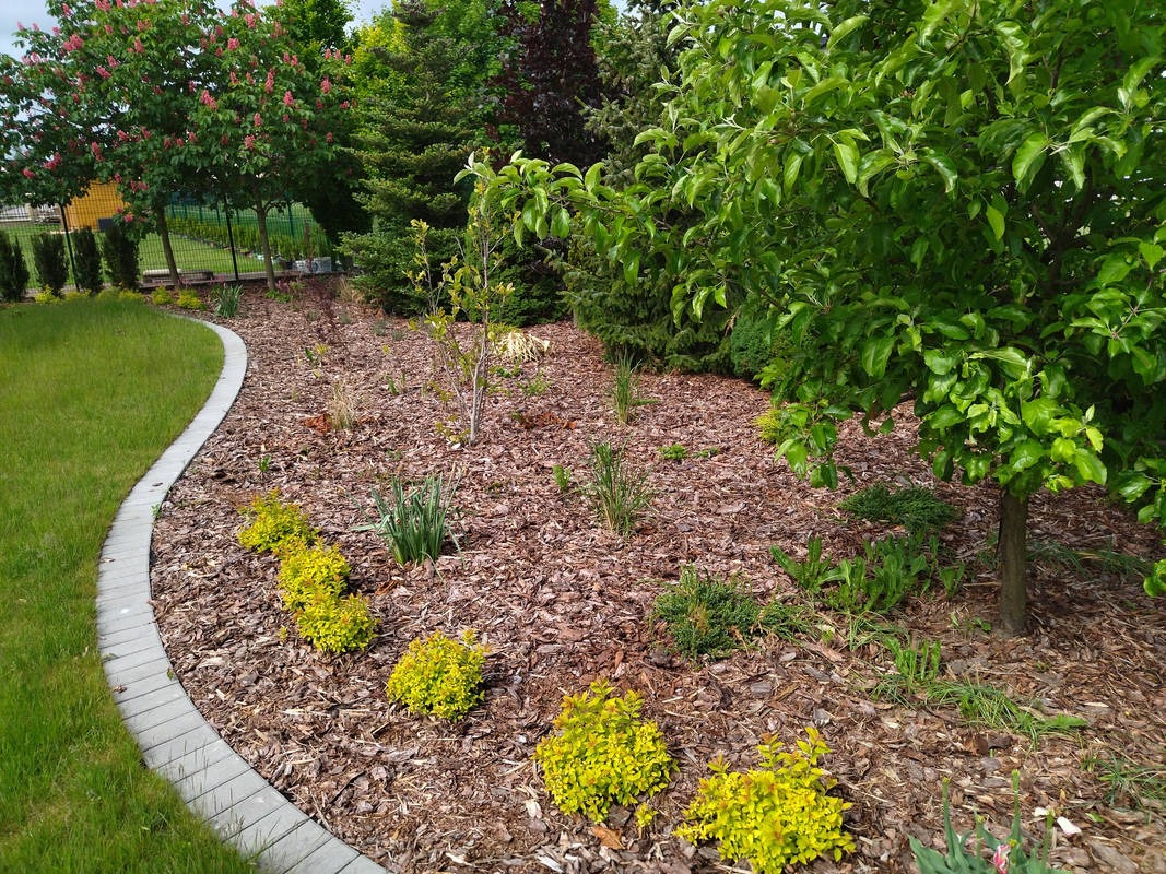 Kaskadowy ogród z korą, obrzeżem z kostki i młodymi drzewami. Żółte krzewy wzdłuż obrzeża. W tle zielone drzewa i krzewy. Słoneczny dzień.