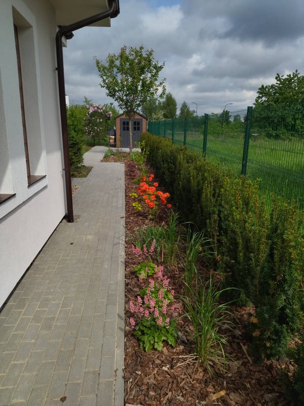 Kwitnący rabat wzdłuż ścieżki z kostki brukowej, obok budynku z brązową rynną. W tle zielony żywopłot i ogrodzenie z siatki.