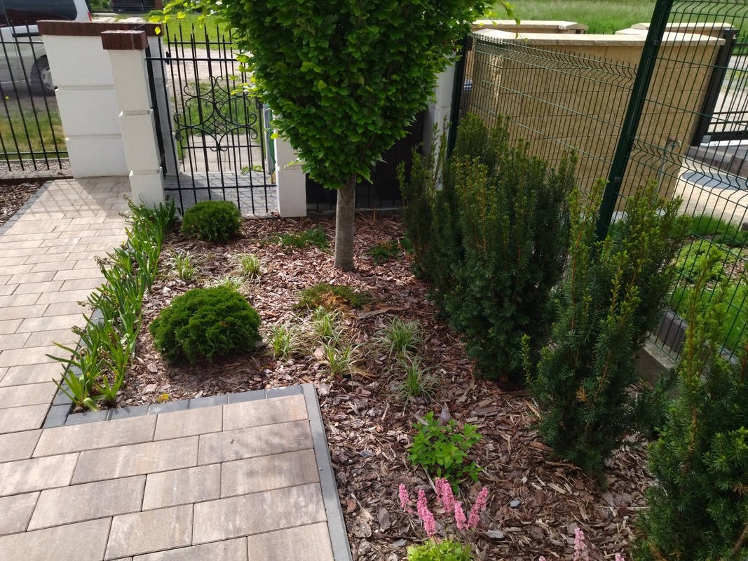 Nowo założony ogród z drzewami, krzewami i rabatami kwiatowymi, wyściółkowany korą, z widocznym fragmentem chodnika z kostki brukowej i ogrodzeniem.