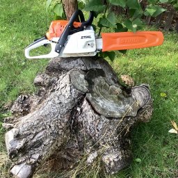 Wycinka drzew Warszawa 1