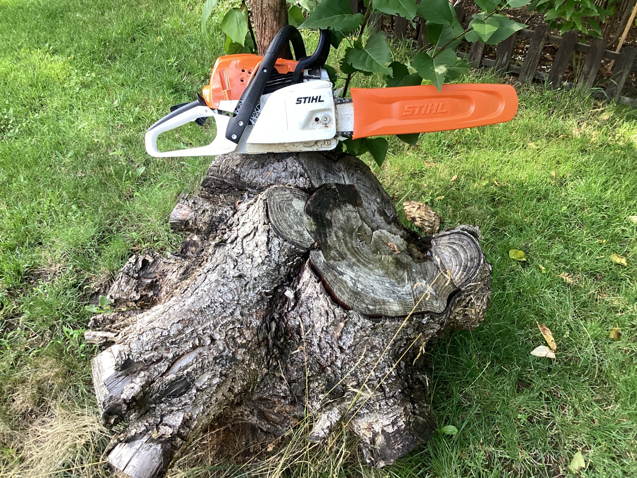 Piła spalinowa Stihl leżąca na pniu drzewa na tle zielonej trawy i krzewów. Widoczne ślady po cięciu.