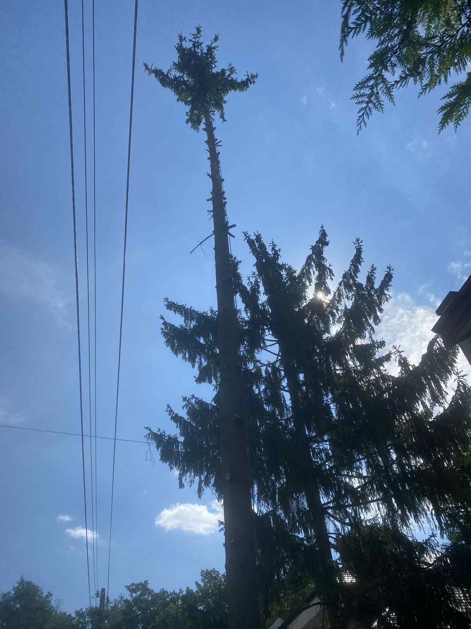 Wysokie drzewo iglaste po częściowym usunięciu gałęzi, widoczne przewody elektryczne na tle błękitnego nieba.