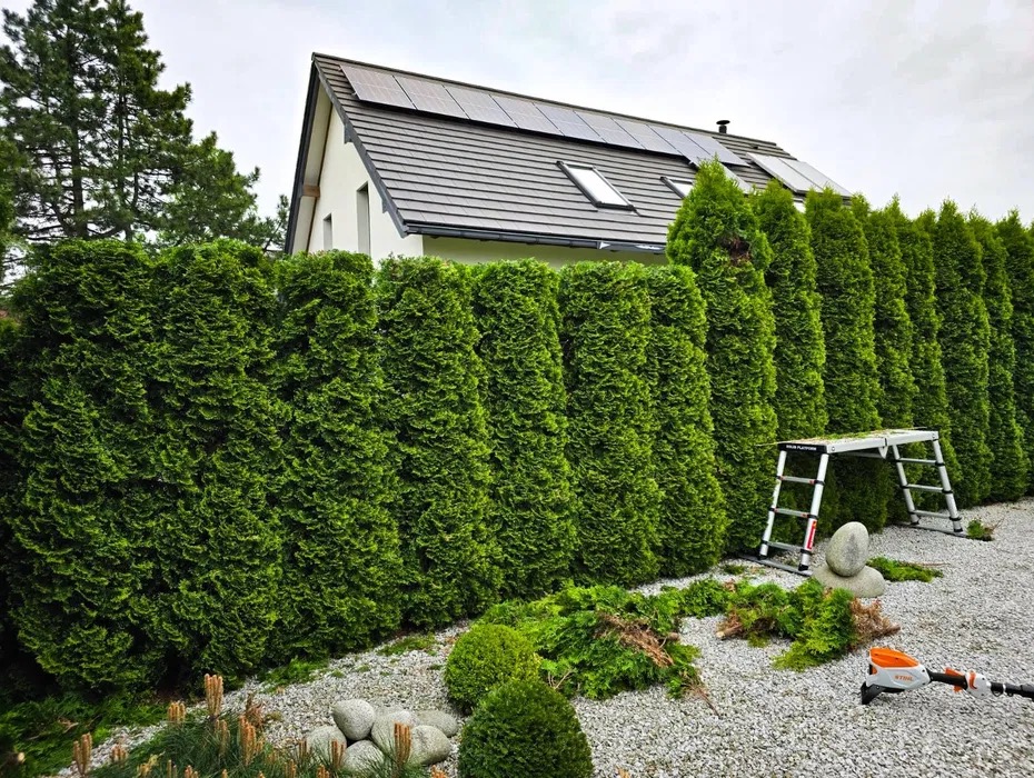 Równy szpaler żywotników zachodnich po formowaniu, z drabiną i narzędziami ogrodniczymi na żwirowym podłożu, na tle domu z panelami słonecznymi.