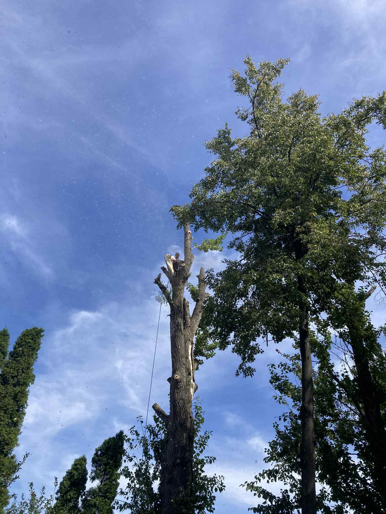 Częściowo wycięte drzewo z liną zabezpieczającą, widoczne z dołu na tle błękitnego nieba. Obok rosną drzewa z zielonymi liśćmi.