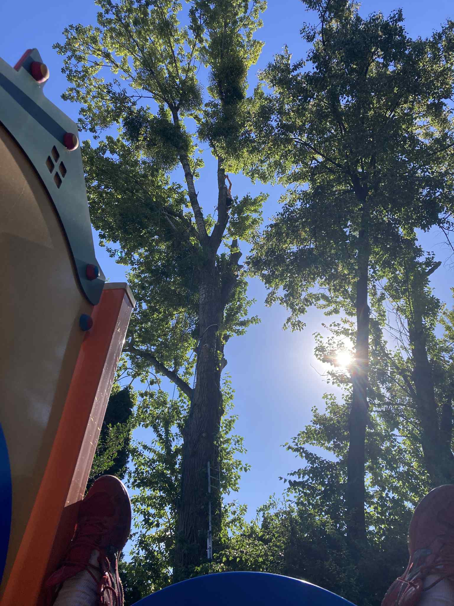 Widok z dołu na wysokie drzewo z drabinką, częściowo zasłonięte elementami placu zabaw w słoneczny dzień. Perspektywa z ziemi.