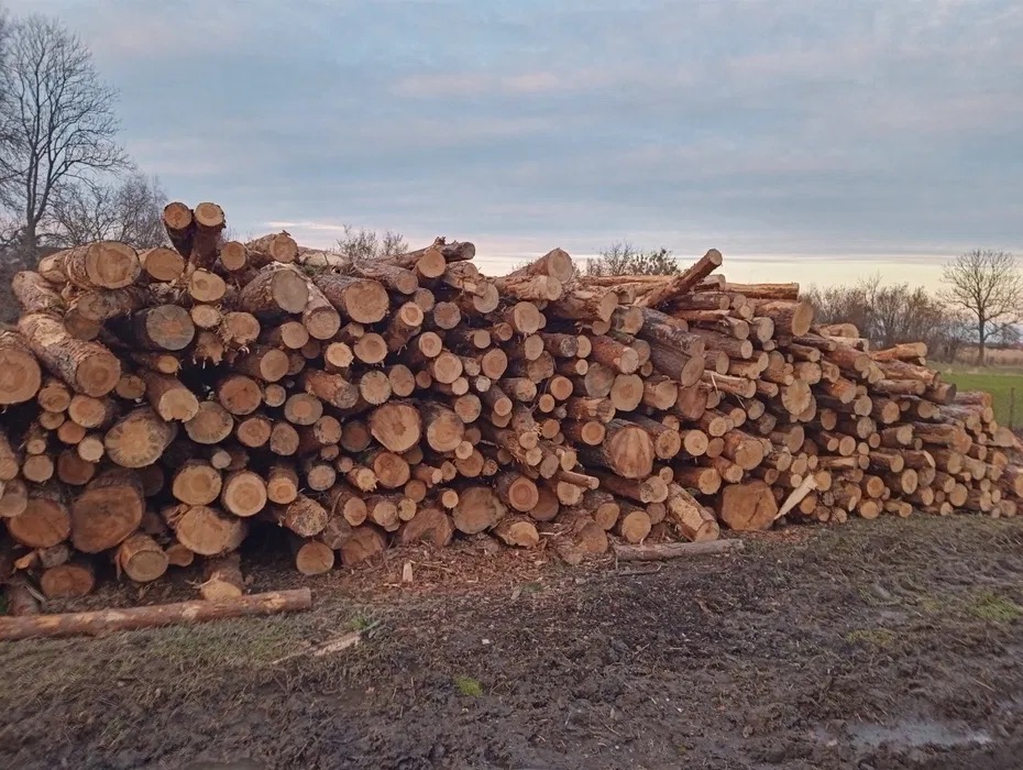 Stos pni drzew iglastych, ułożonych na błotnistym gruncie, z widocznymi słojami. W tle niebo z chmurami i zarys drzew na horyzoncie, po wycince.