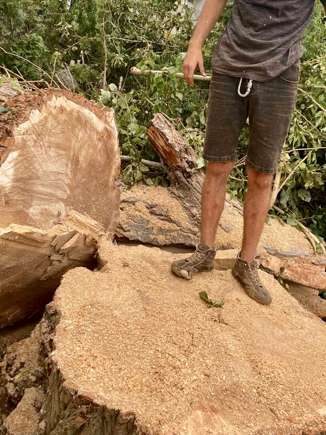 Ścięty pień drzewa po wycince w Warszawie, pokryty wiórami. Widoczne nogi mężczyzny stojącego na pniu i resztki gałęzi. Praca po wycince drzewa.