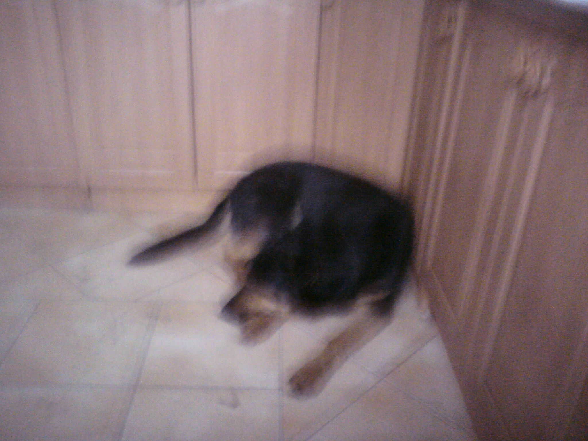 Domowy hotel dla zwierz ąt