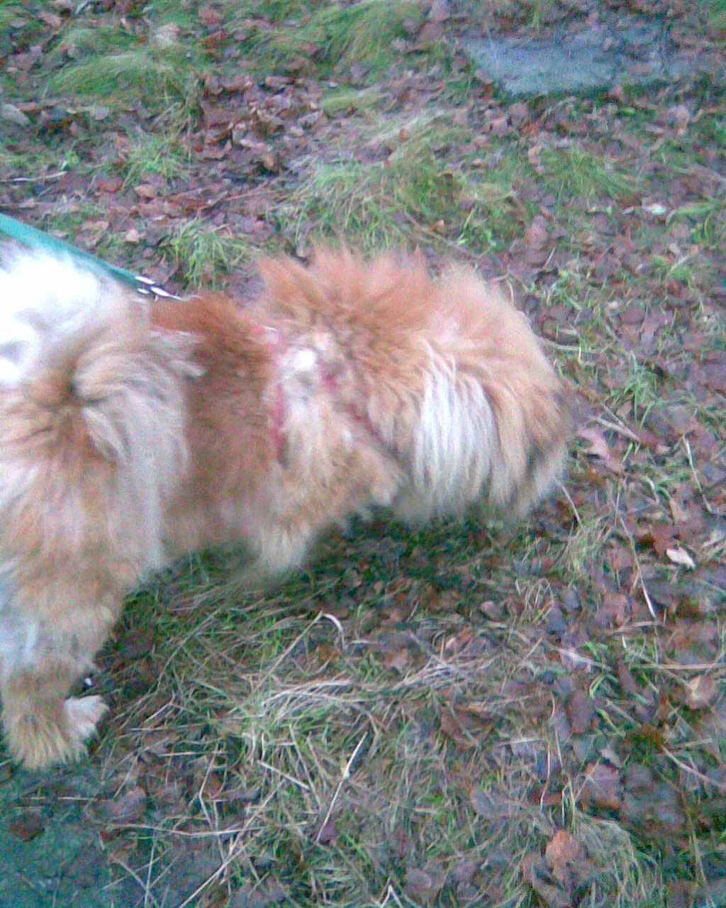 Puszysty pies rasy mieszanej na krótkiej smyczy, częściowo widoczny z tyłu, na trawniku pokrytym suchymi liśćmi