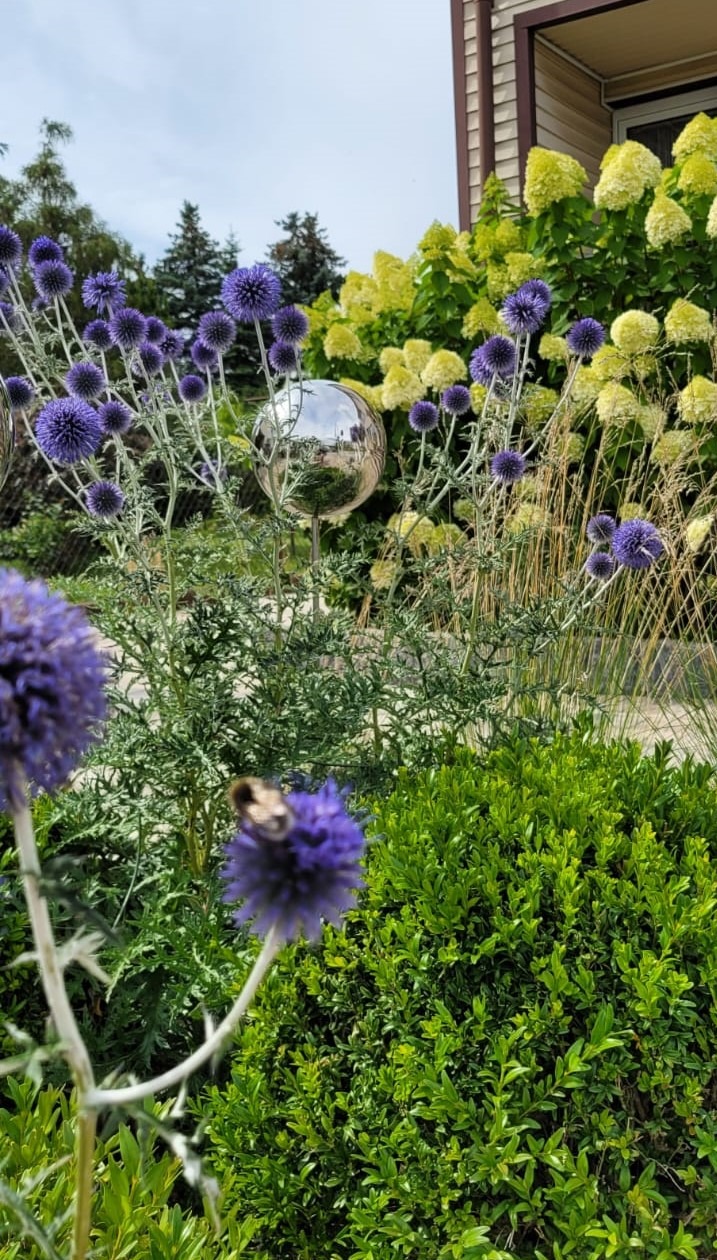 Kwitnące jeżogłówki z owadem, bukszpan i hortensje w ogrodzie. Lustrzana kula dodaje blasku kompozycji. Dom w tle.