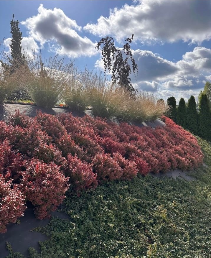 Kaskadowy ogród z czerwonymi berberysami i trawami ozdobnymi na zboczu, pod błękitnym niebem z chmurami. Widoczne drzewa iglaste w tle.
