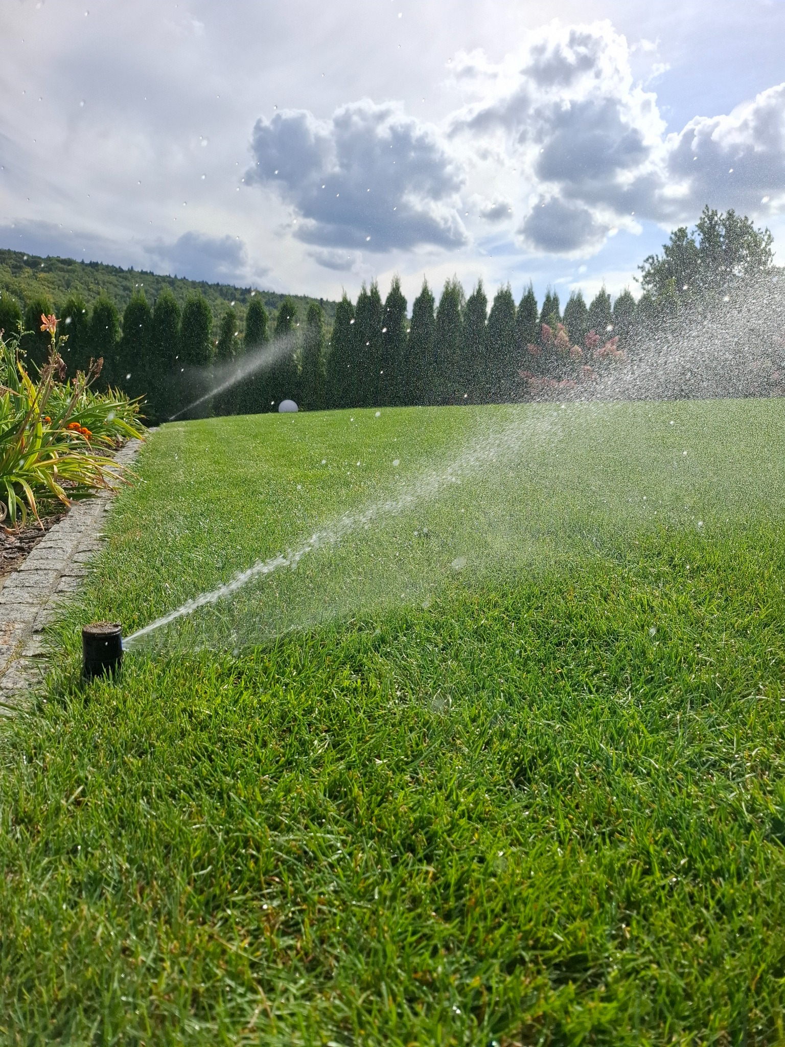 Działający system nawadniania trawnika zraszający trawę, w tle rząd tuj i błękitne niebo z chmurami. Zbliżenie na zraszacz.