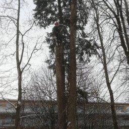 Tehtree - Arborysta w kasku i z piłą spalinową, w trakcie wycinki drzewa w zimowym krajobrazie. W tle budynek.