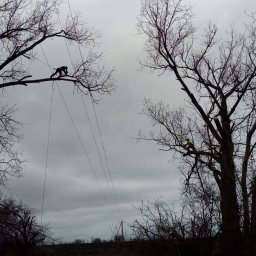 Tehtree - Dwóch arborystów na wysokich drzewach bez liści, zabezpieczonych linami, przycina gałęzie na tle pochmurnego nieba. Widoczne ślady po cięciu.