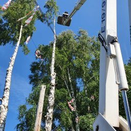 Wycinka drzew Gilowice 4