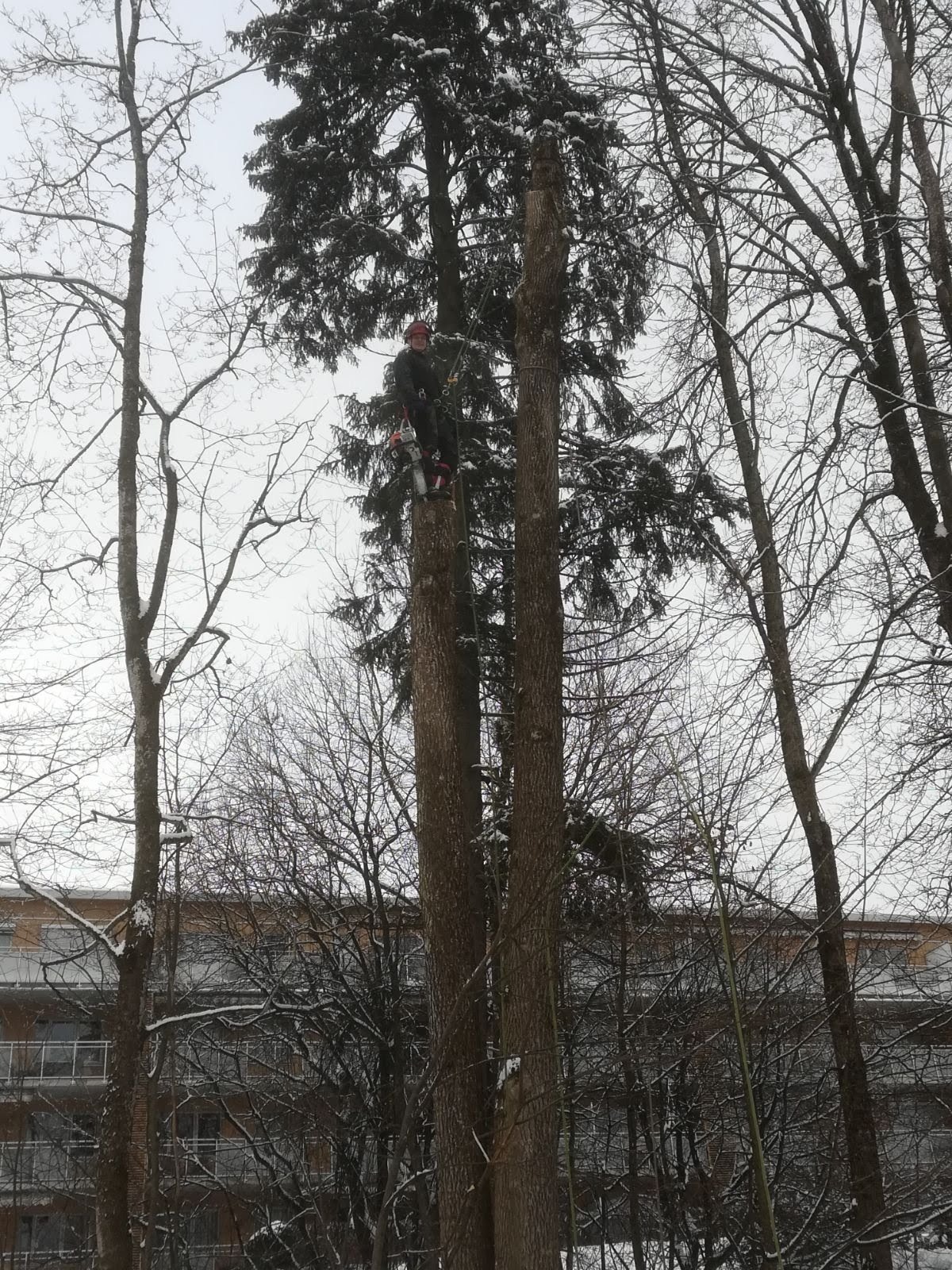 Arborysta w kasku i z piłą spalinową, w trakcie wycinki drzewa w zimowym krajobrazie. W tle budynek.